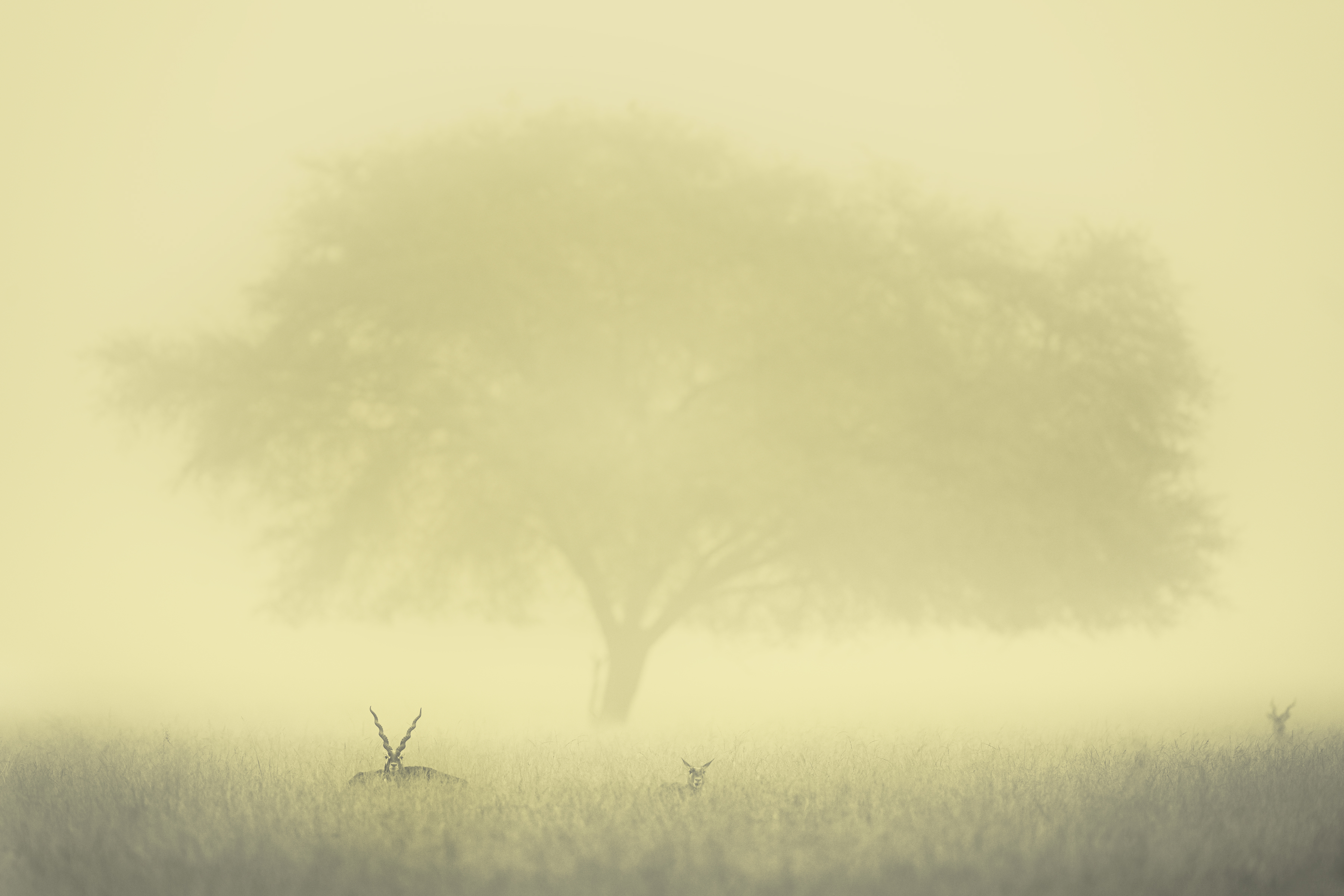 Tree and Antelope