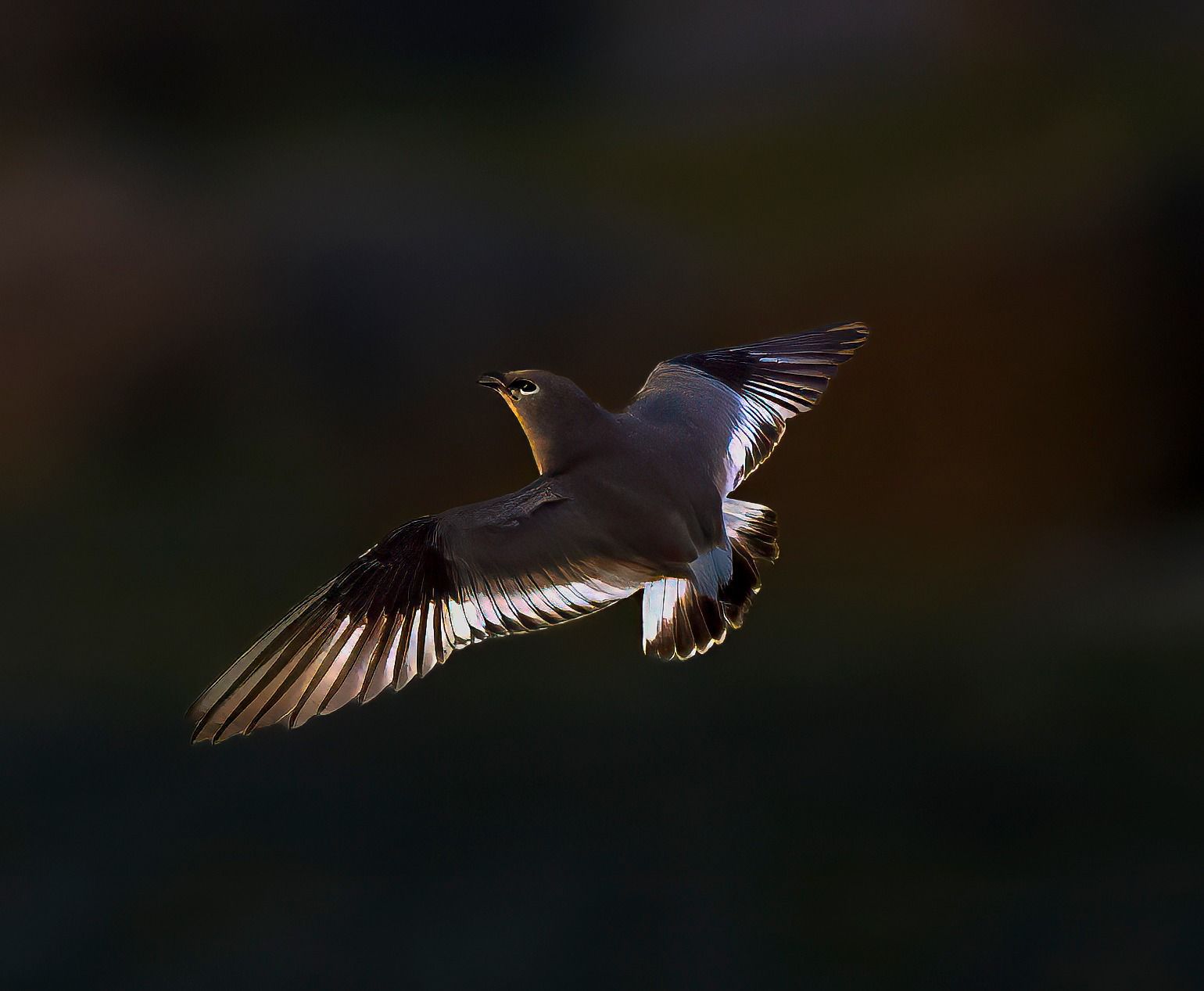 Pratincole by Anindita