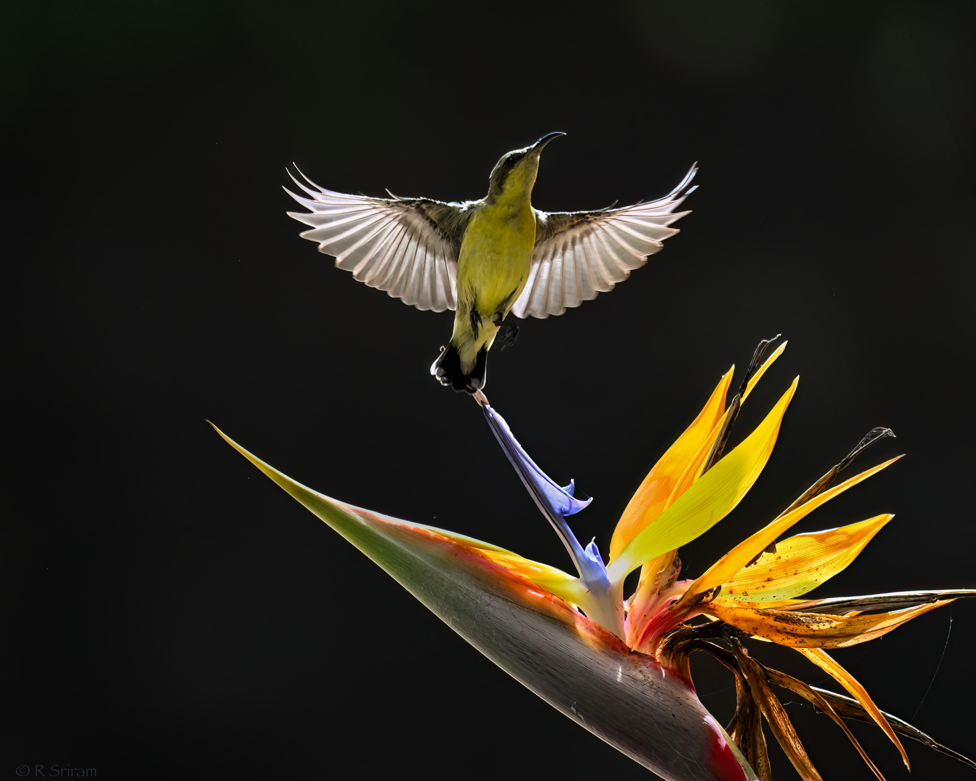 Purple Sunbird by Sriram