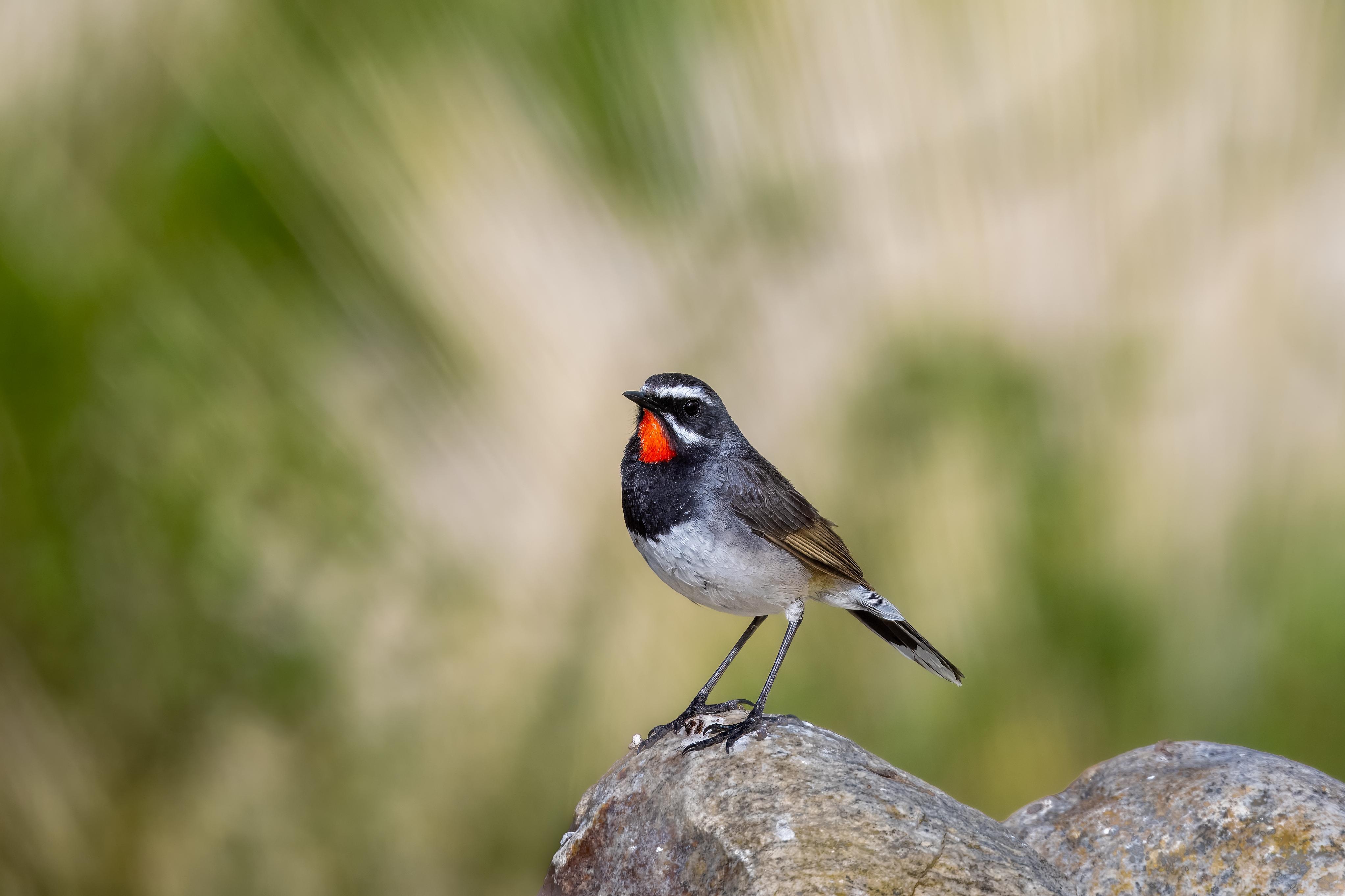 Chinese Ruby Throat by Dr Santosh