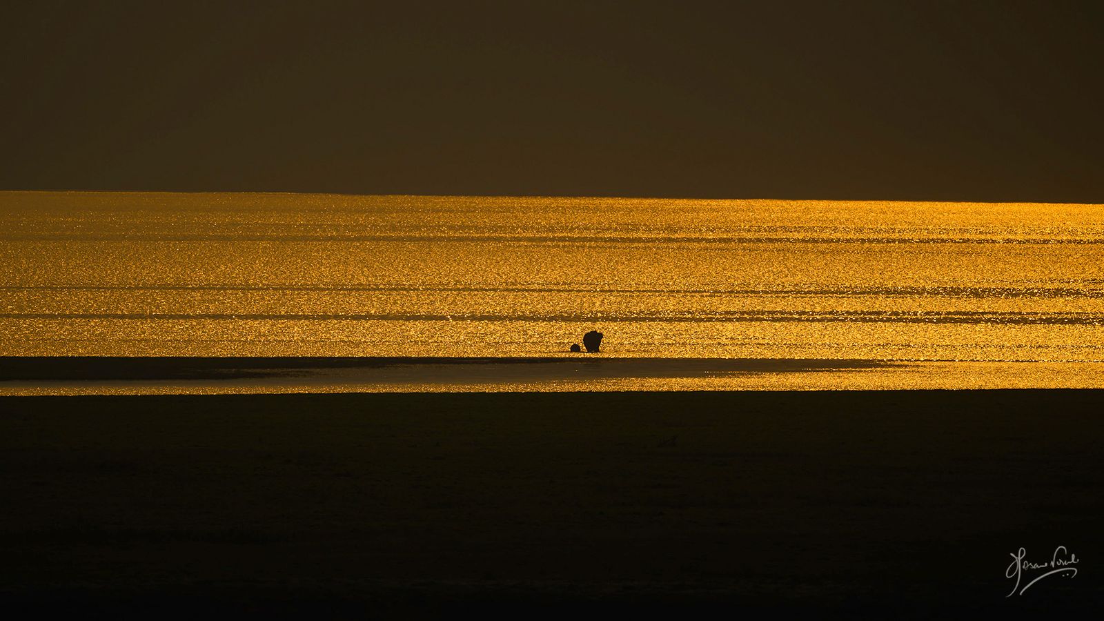 Elephant by Jyotsana