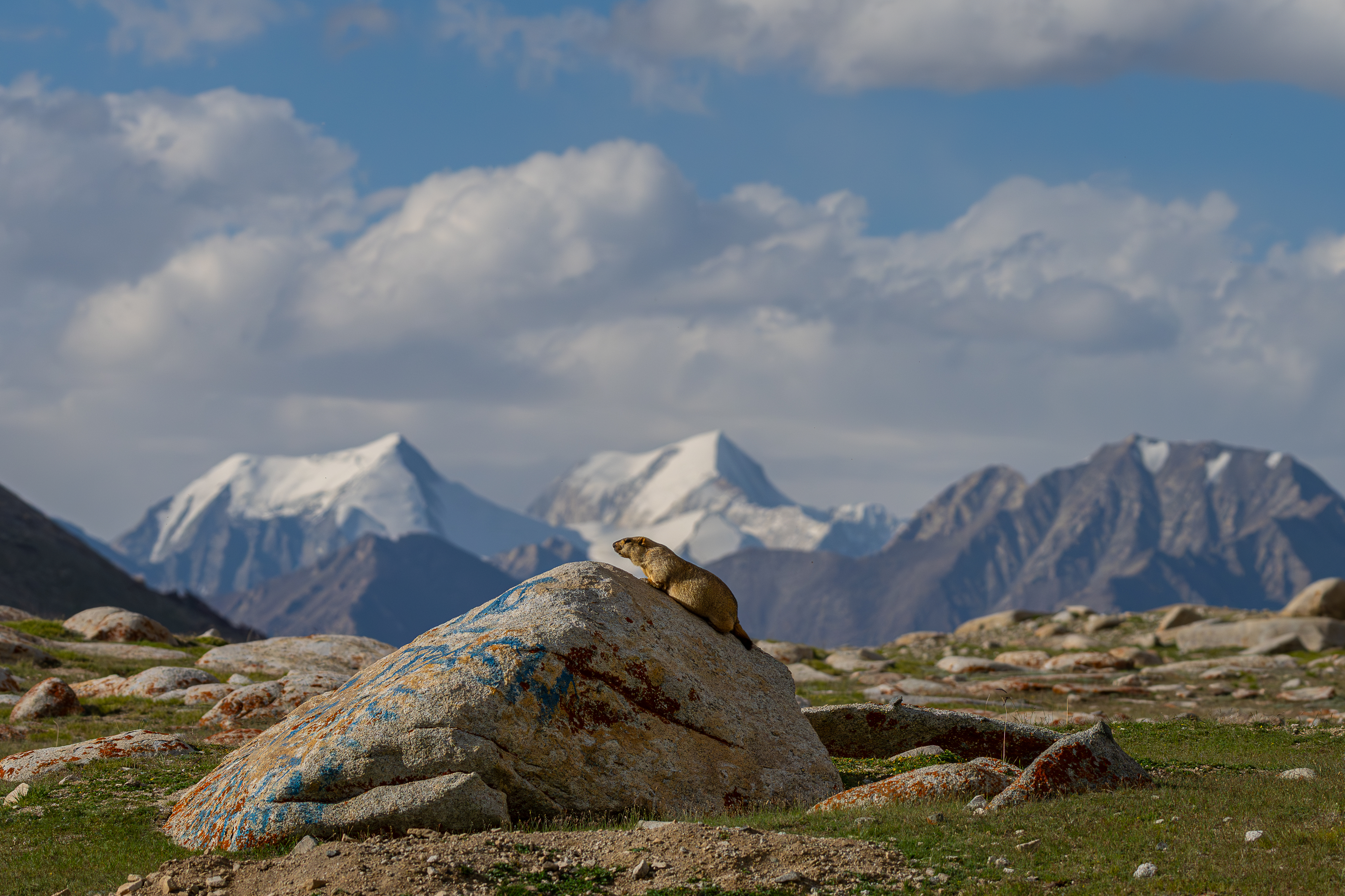 Sentinel of the High Peaks