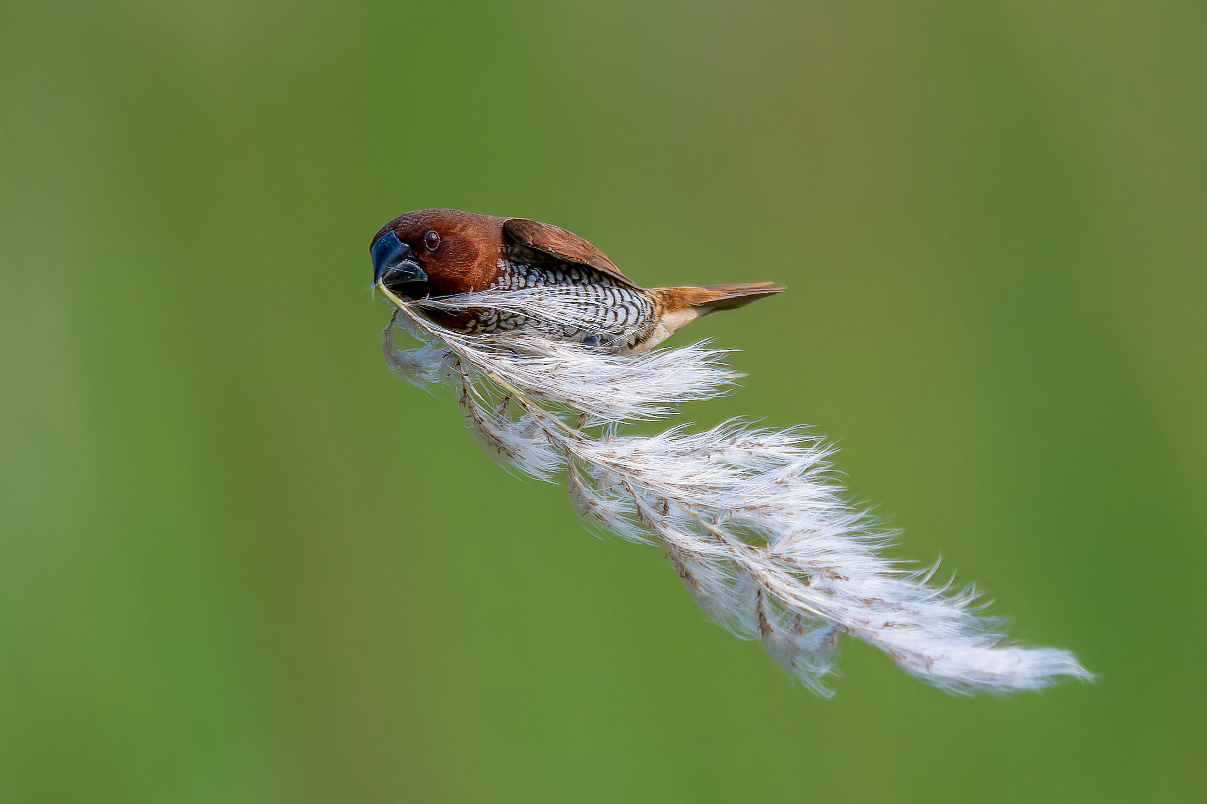 Quidditch in the Wild