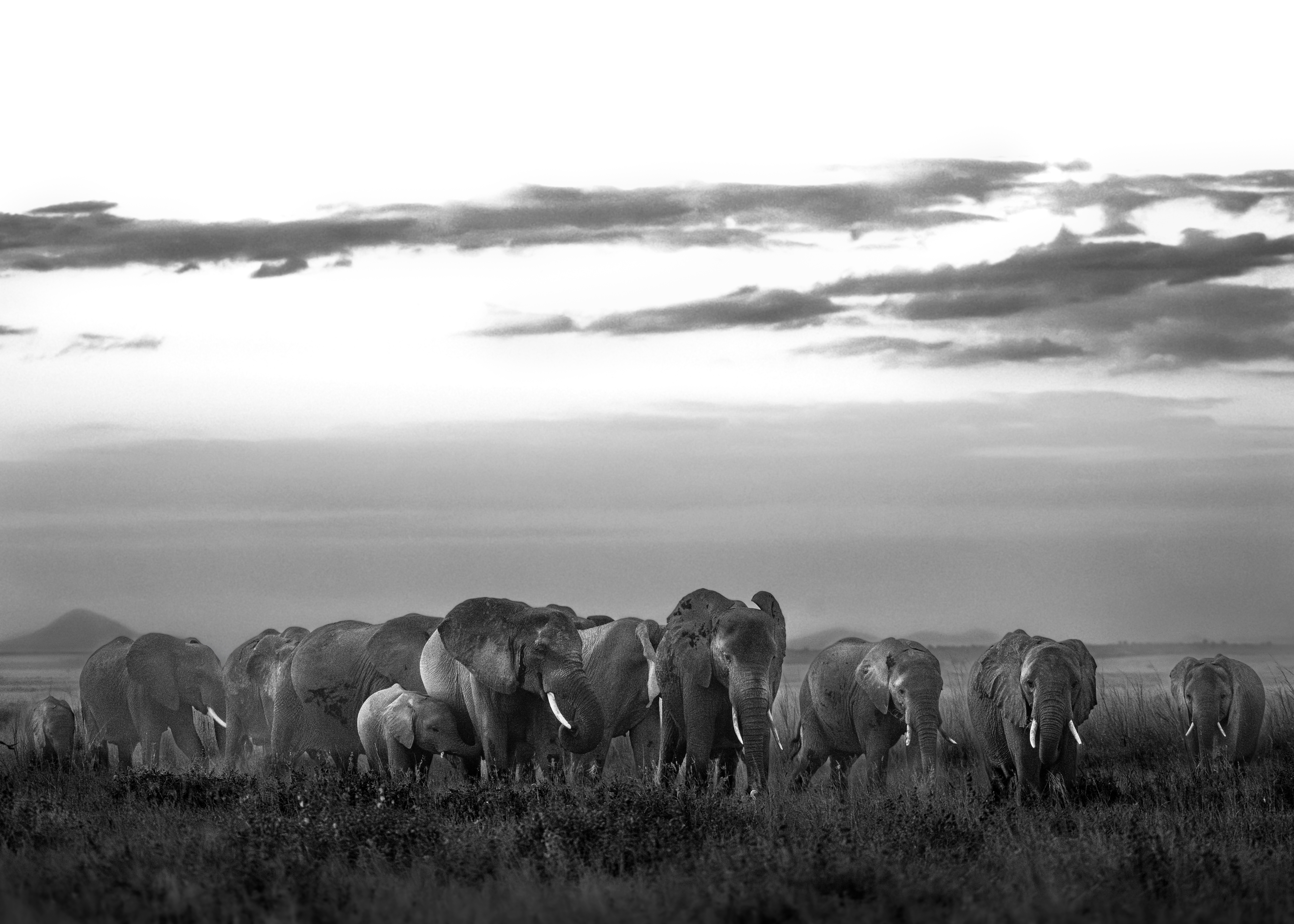 Herd de Amboseli by Harshit
