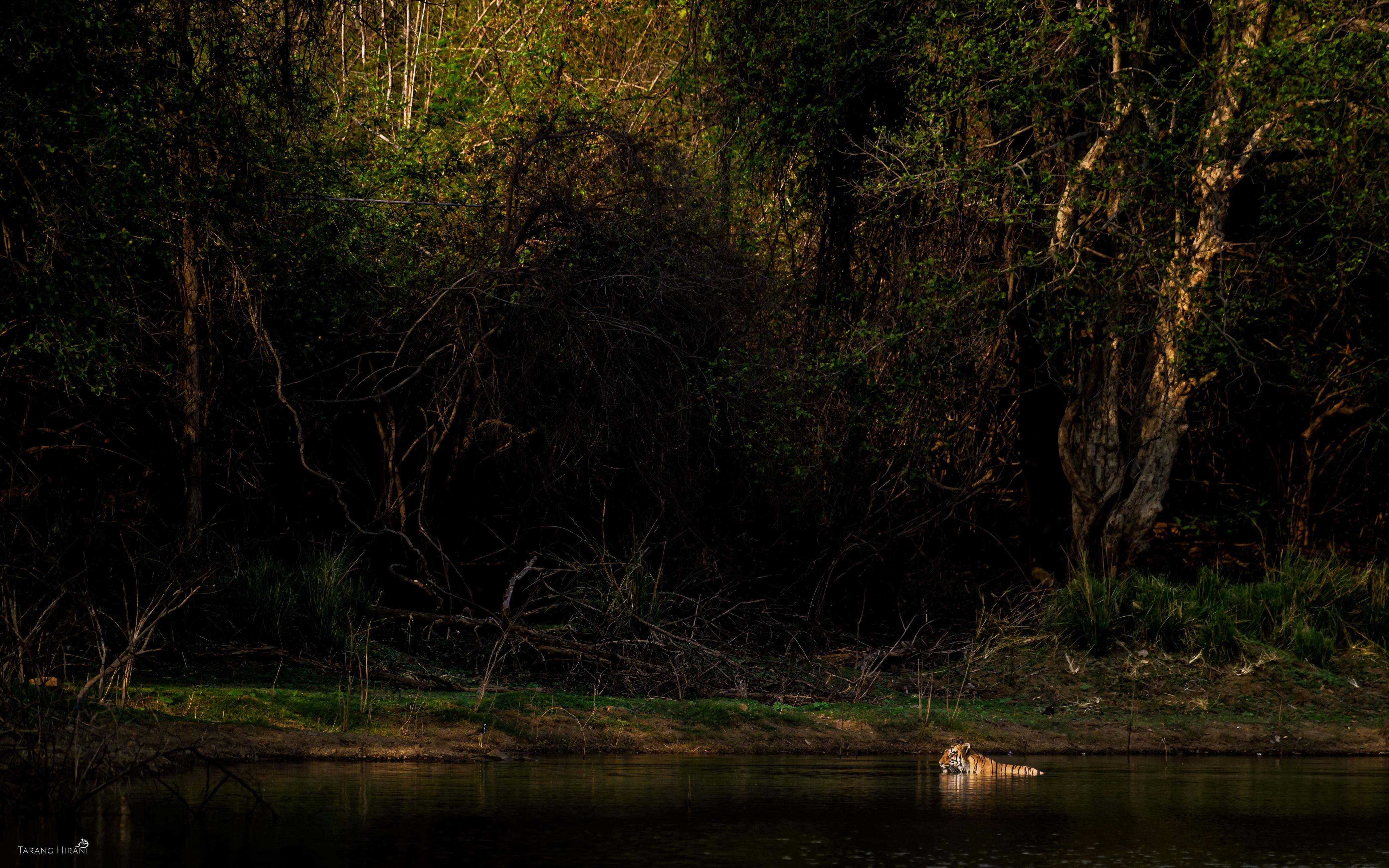 Tadoba by Tarang Hirani