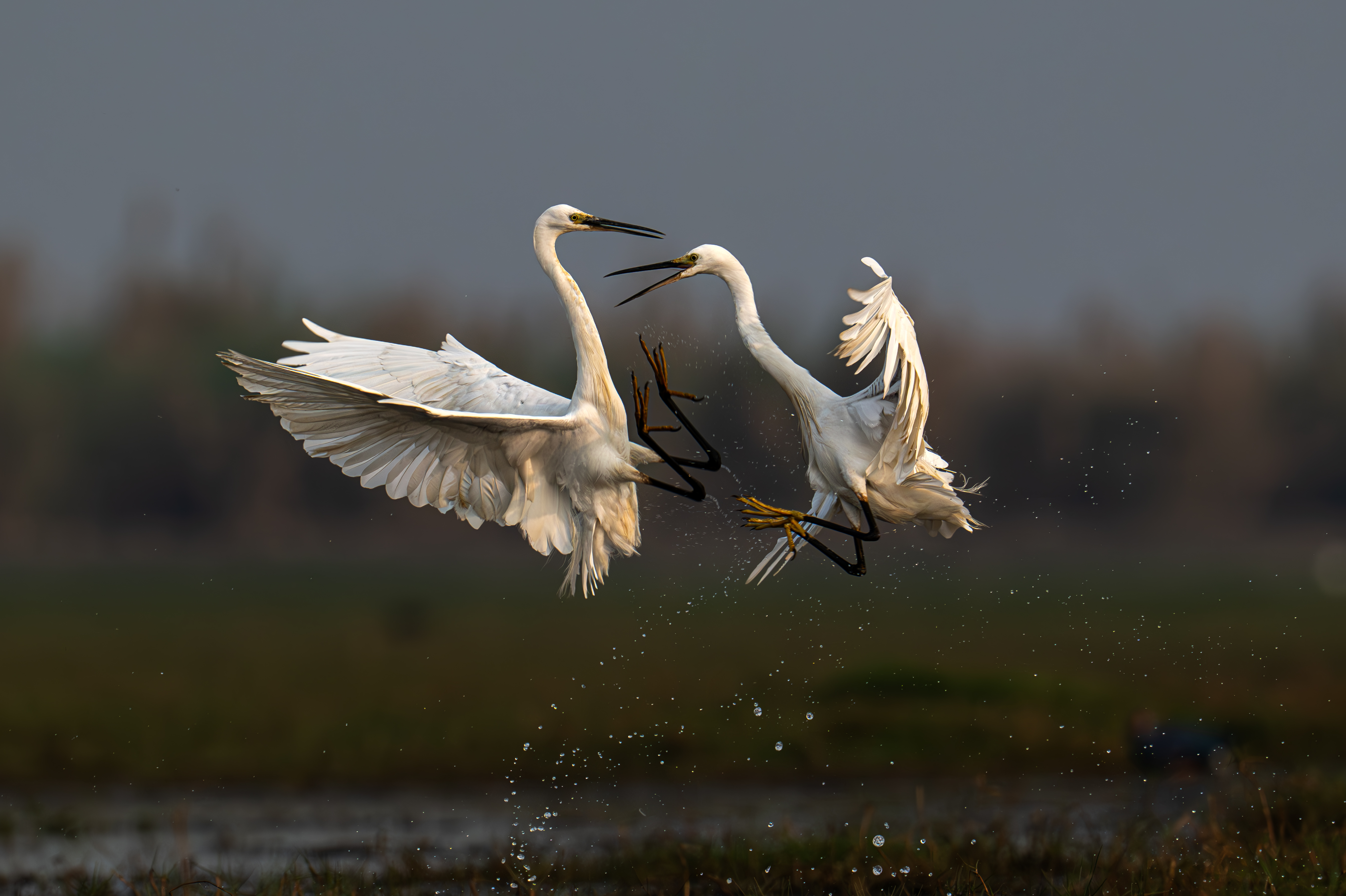 Egrets Fight