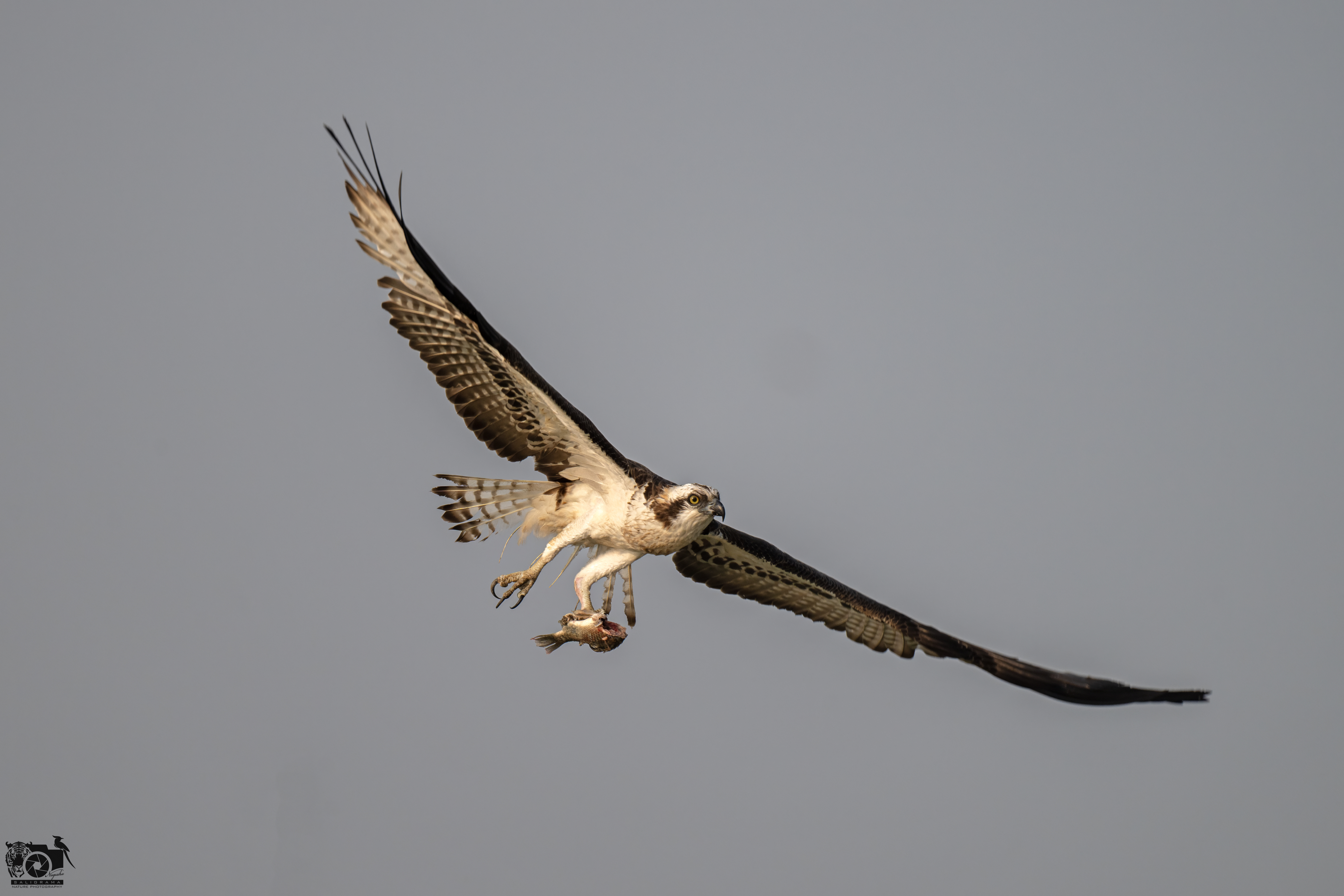 Osprey
