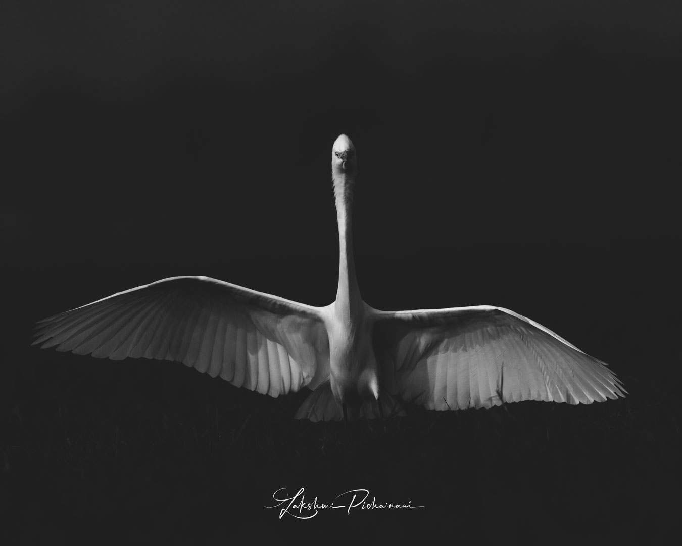 Egret B&W