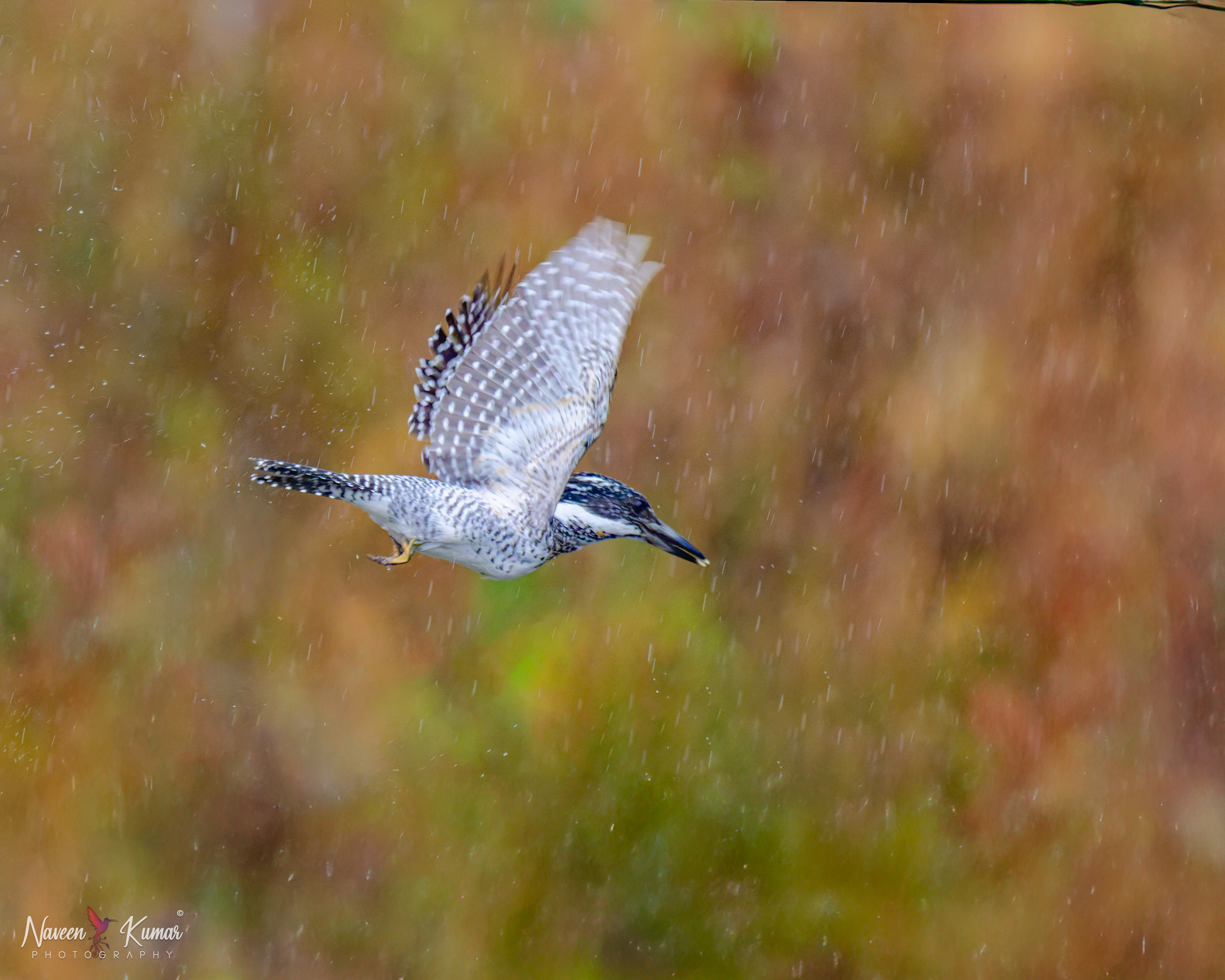 Crested Kingfisher