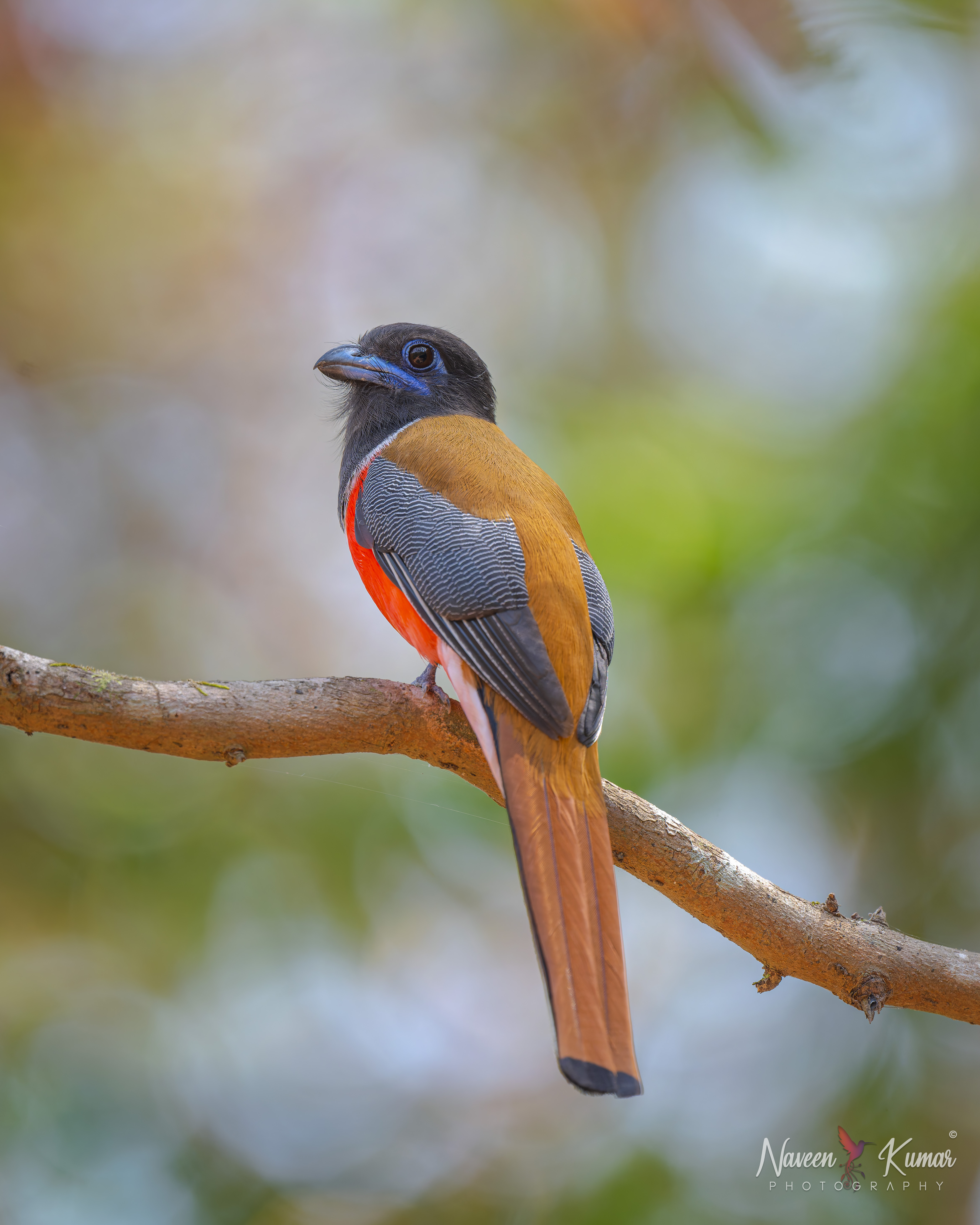 Malabar Trogon