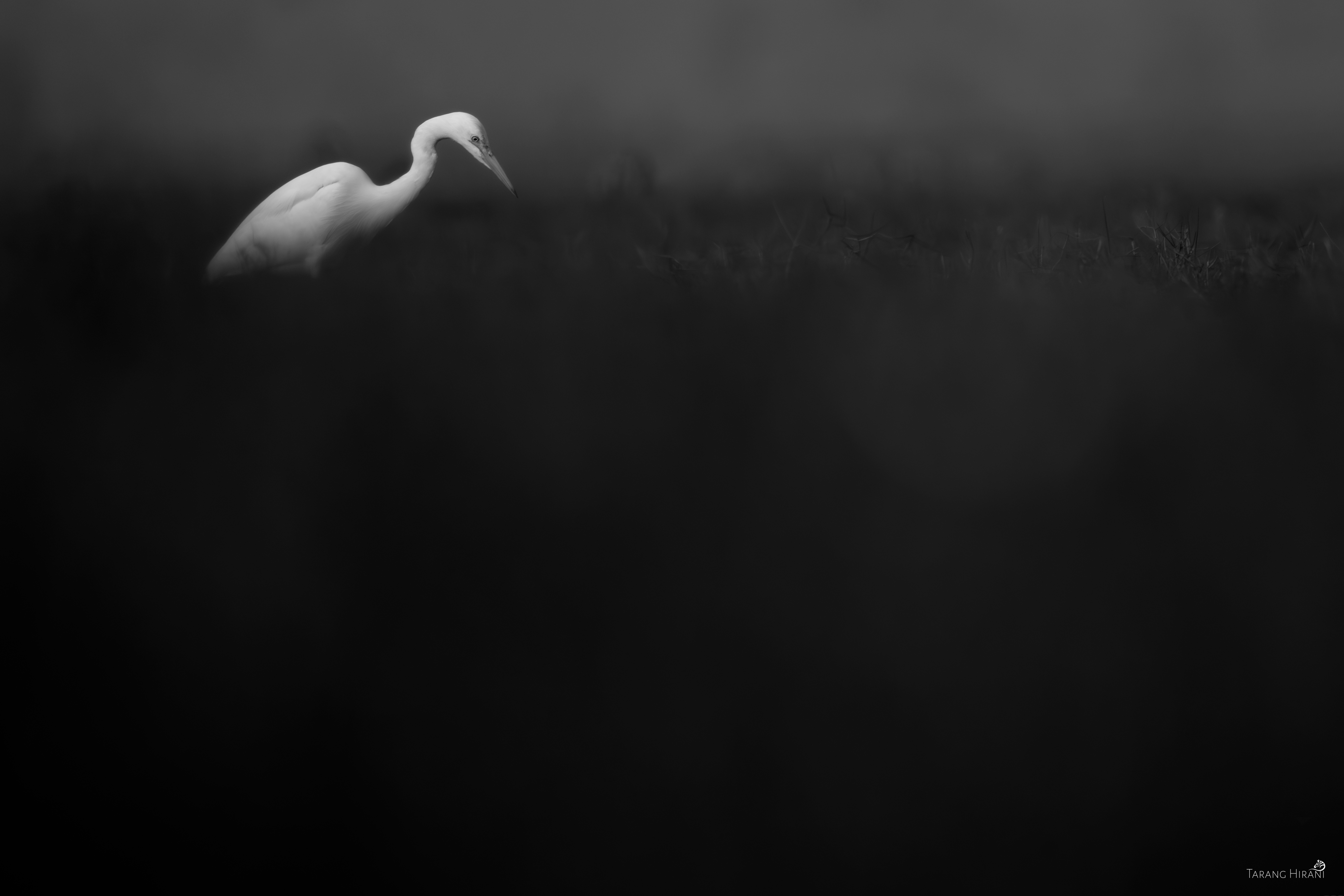 Mangalajodi — Birds